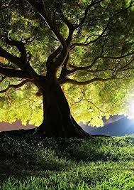 Cette Existence Photo D Arbre Photo Arbre Et Idees D Image