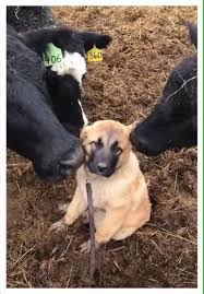 Dog Not Sure How He Feels About The Attention Video In 2020 Funny Animals Cute Funny Animals Dogs