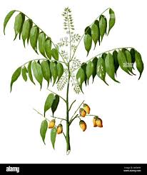 Image result for Connarus