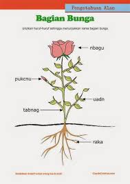 Sebenarnya tidak hanya bahasa inggris yang mewajibkan suatu huruf tunggal ditulis dengan huruf kapital dengan alasan tertentu. Belajar Anak Tumbuhan Cupidocreativeblog