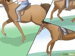 How To Make A Horse Run Faster 13 Steps With Pictures Wikihow
