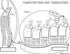 Transcription Translation Coloring Transcription And Translation Apologia Biology Biology Activity