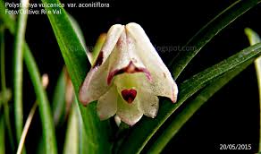 Image result for Polystachya aconitiflora
