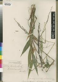 Image result for Poecilostachys