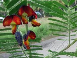 Image result for Sesbania sesban