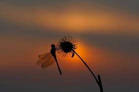 It also symbolizes death and being born again into. Dragonfly Symbolism Dragonfly Energy