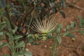 Image result for Maerua edulis