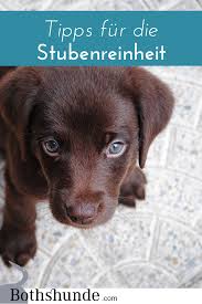 Finden sie in unserem leitfaden alles wichtige, was sie dazu wie bekomme ich meinen welpen stubenrein? Stubenreinheit Hund Hund Stubenrein Bekommen Welpen Stubenrein Welpe Re Welpe Stubenrein Hunde Welpen Erziehung Welpen