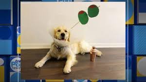 Most often, our buyers are not located in the pittsburgh, pennsylvania area. Pittsburgh Police Welcome Golden Retriever Puppy To Force Video Abc News