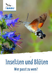 Welches Insekt Passt Zu Welcher Pflanze Nabu In 2020 Insekten Pflanzen Garten Pflanzen