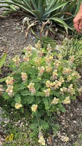 Image result for Tephrosia polystachya
