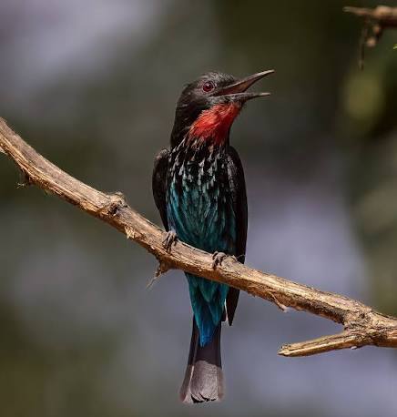 Black-bee eater is aother top bird of Uganda is the Black bee-eater, characterized by its unique scarlet throat, brilliant turquoise streaks across the breast as well as pale blue eyebrows and blue