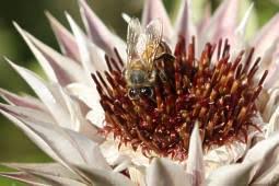 Image result for Macledium zeyheri