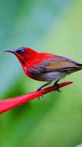 Schumacher birds and butterflies wallpaper. Bird Phone Wallpapers Wallpaper Cave