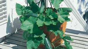 How to grow cucumbers from seeds & when to plant. Growing Cucumbers In A Container Youtube