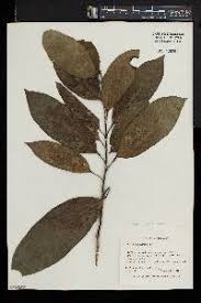 Image result for Toddalia simplicifolia