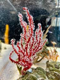 Image result for Nesogordonia