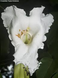 Image result for Dolichandrone alba