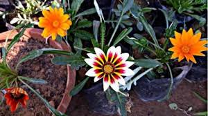 Check spelling or type a new query. Rosemary Gazania Seeds Gazania Flower Seeds Gazania Plant Seeds Seed Price In India Buy Rosemary Gazania Seeds Gazania Flower Seeds Gazania Plant Seeds Seed Online At Flipkart Com