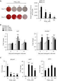 Buy prostaglandin elisa kits, 100% satisfaction guarantee! Prostaglandin E 2 Inhibits Matrix Mineralization By Human Bone Marrow Stromal Cell Derived Osteoblasts Via Epac Dependent Camp Signaling Scientific Reports