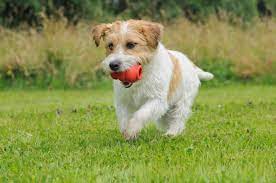 As much as young as 8 weeks in housetraining. Jack Russell Terrier Steckbrief Charakter Wesen Haltung