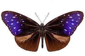 Black And Purple Butterfly Species Brown Blue And Purple Butterfly Species Euploea Mulciber Butterfly Species Purple Butterfly Blue And Purple