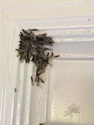 Founded in 2002, we offer. Home Rick Ricker Termite Pest Control