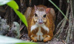 ↑ kanchil , ↑ tragulus kanchil , ↑ napu , ↑ … Meet The Chevrotain The Small And Secretive Mouse Deer