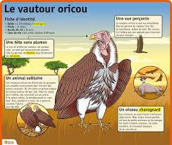 Epingle Par Jaap Kievit Sur Animaux Animaux Nature Animaux Vautour