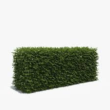 3d Model Cm Boxwood Hedge Box Hedges Boxwood Hedge Islamic Art Canvas