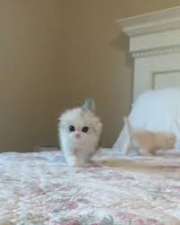 Baby Cats Instagram Cats And Kittens In 2020 Baby Cats Cute Baby Cats Cute Cats And Kittens
