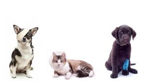 How much is urgent care for dogs. Urgent Care Beechmont Pet Hospital