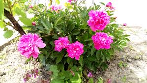 Natură, plantă, camp, floare, petală, botanică, galben, floră, flori sălbatice, flori, câmp de flori, planta cu flori, familie margarete, plantă anuală, teren de plante, alb, livadă, mediterana, galben floare, spini, ciulin, şofran, ulei, înflorire, floare portocalie, rural mediterranean, șofrănel, carthamus tinctorius. Flori De Camp Fotografie Viata Si Frumos