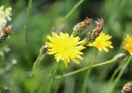 Image result for Hypochaeris radicata