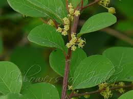 Image result for Flueggea