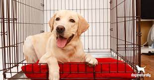 Fun crate games for dogs. How To Successfully Crate Train Your Puppy Dogs Naturally Magazine