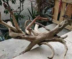 6 jenis kayu penghias aquascape. 10 Jenis Kayu Yang Cocok Untuk Aquascape Ikanesia Id