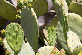 Spider mites like attacking fresh parts of the plant, which is usually from the top. Ten Edible Succulents And How To Prepare Them Debra Lee Baldwin