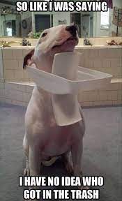 Funny Animal Pictures Of The Day 22 Pics Puppyshaming Funny Animals Funny Dog Memes Funny Animal Pictures