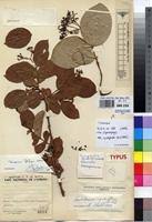 Image result for Psorospermum febrifugum