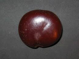 Image result for Entada gigas