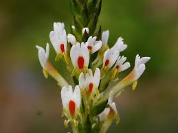 Image result for Hebenstretia dentata