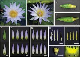 Image result for Nymphaea