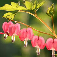 Old Fashioned Bleeding Heart Naturehills Com