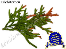 Image result for kabatina thujae