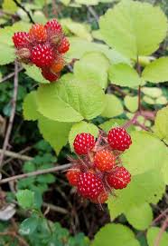 Raspberries are an economically significant crop throughout much of northern europe, as well as in the united states and canada. All About Raspberries Edible Garden Cheatsheet Gardenista