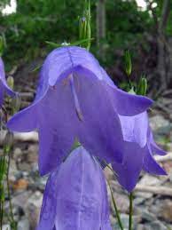 Giesecke S Bellflower Aka Canada Bellflower Campanula Gieseckeana Wildflower Garden Native Plant Gardening Habitat Garden