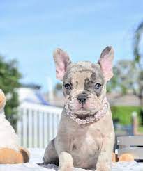 Nova Blue Eyed Blue Merle Female Available Www Poeticfrenchbulldogs Com French Bulldo Bulldog Puppies French Bulldog Puppies Merle French Bulldog