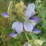 Image result for Crotalaria polysperma