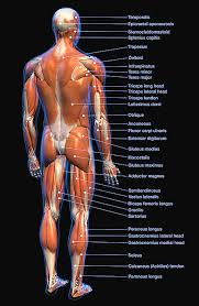 Introducing about the human body anatomy model. Labeled Anatomy Chart Of Full Body Male Greeting Card For Sale By Hank Grebe